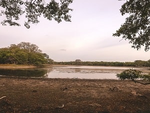 Wilpattu