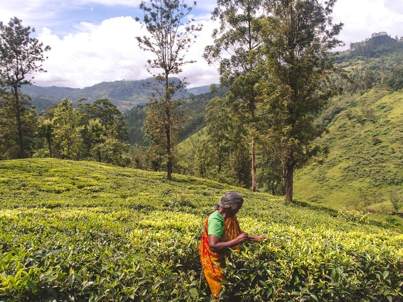 tea plantations in Nuwara Eliya when backpacking Sri Lanka