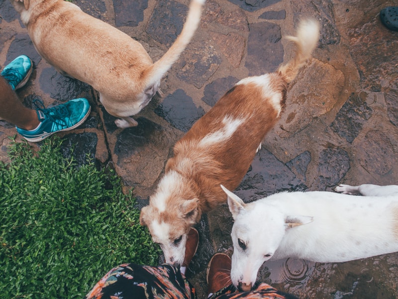 dog care center number