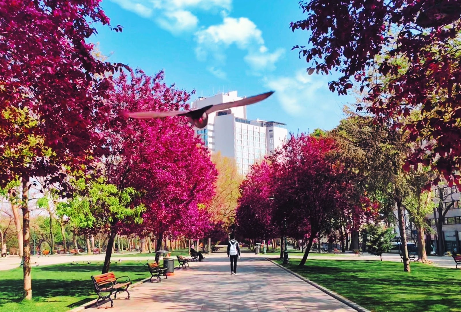 Parks are great spaces for walking and strollling