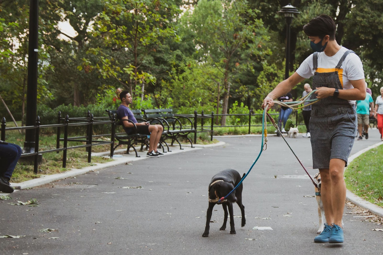 Parks are good places for dog walks and pet care