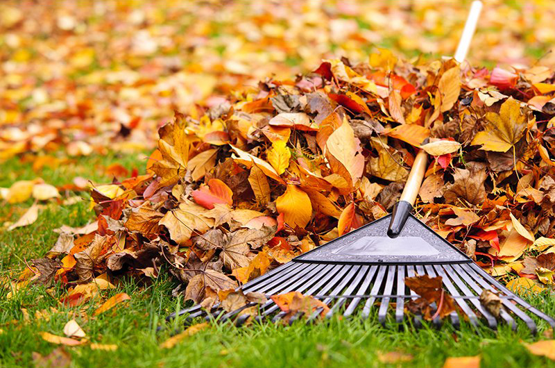 News Newark Launches Fall Leaf Collection Program Residents Should Put Leaves In Bio Degradable Bags For Collection