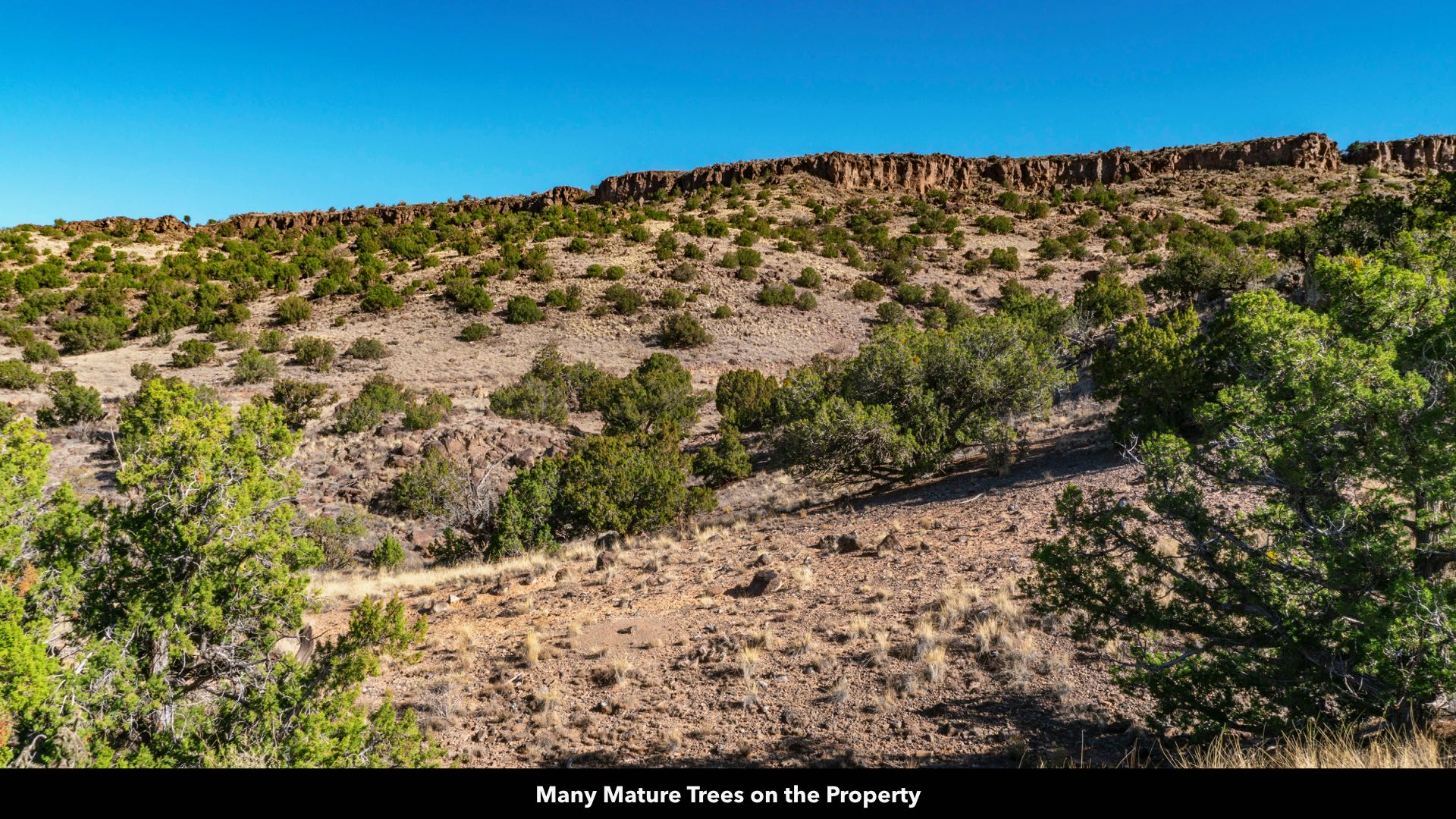Land For Sale in New Mexico by Owner Real Estate Albuquerque Real Estate.