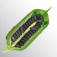 Photo of green pod with black sesame seeds (Sesamum indicum L.) as source of sesamin.