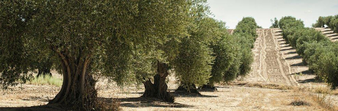 Photo of olive trees in Italy