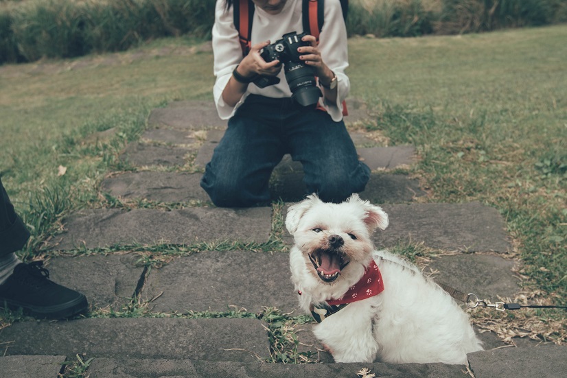types-of-photographers-animals