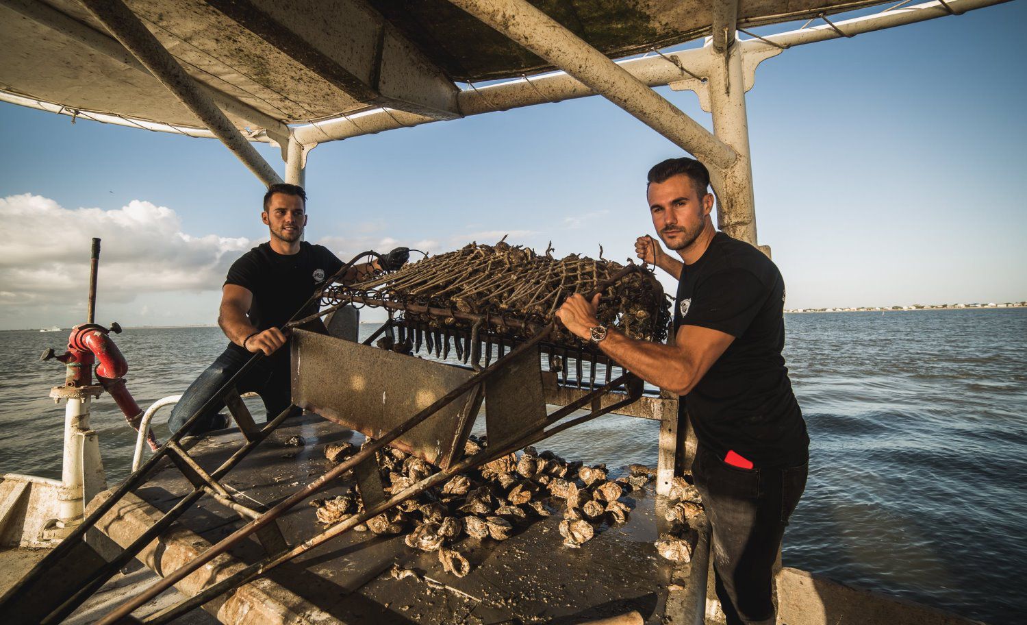 Prestige Oysters