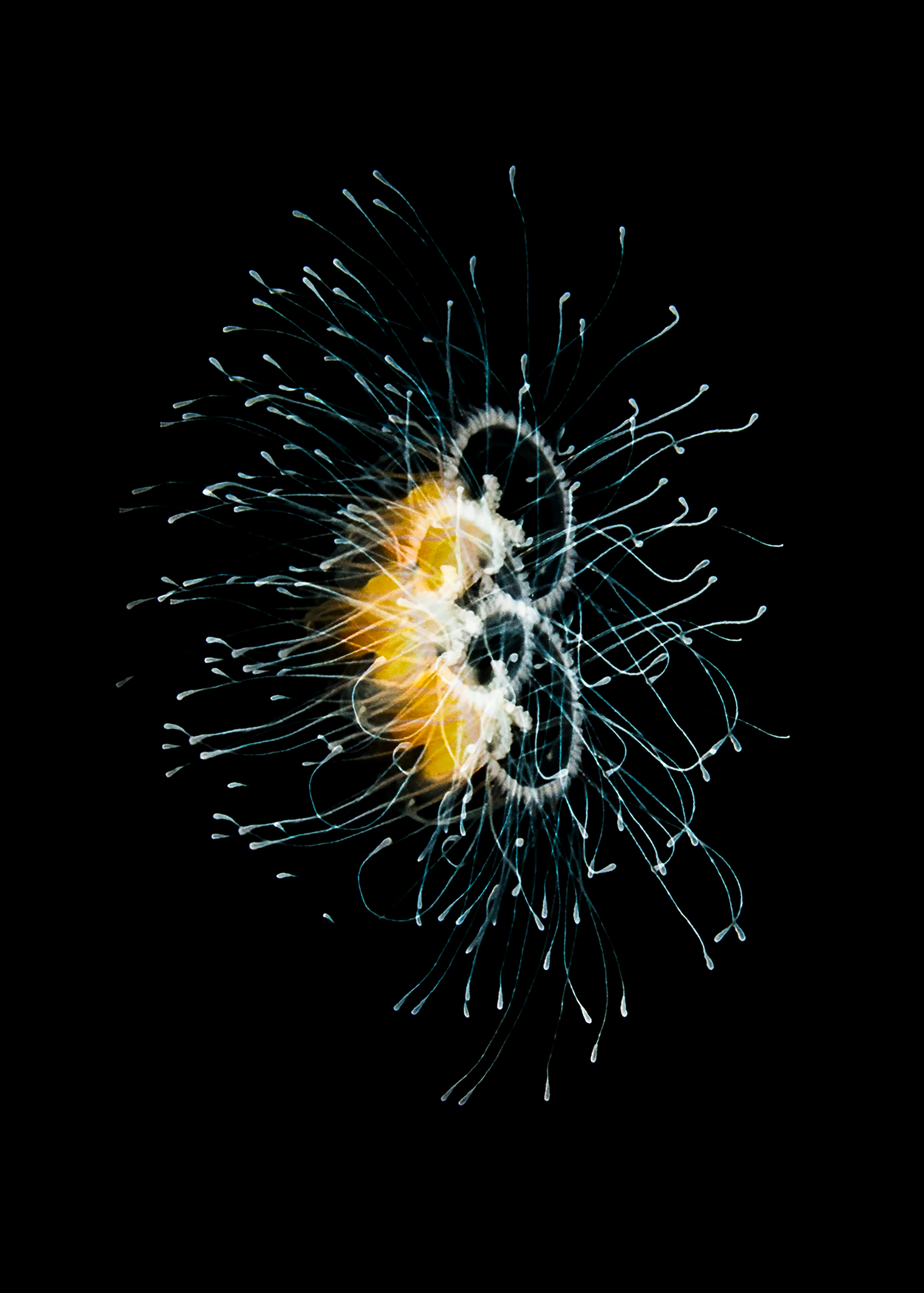 Jana Hartmann, Immortal jellyfish, 2017, Pigmentdruck auf Hahnemühle Baryta Papier, 70 x 50 cm, © Jana Hartmann