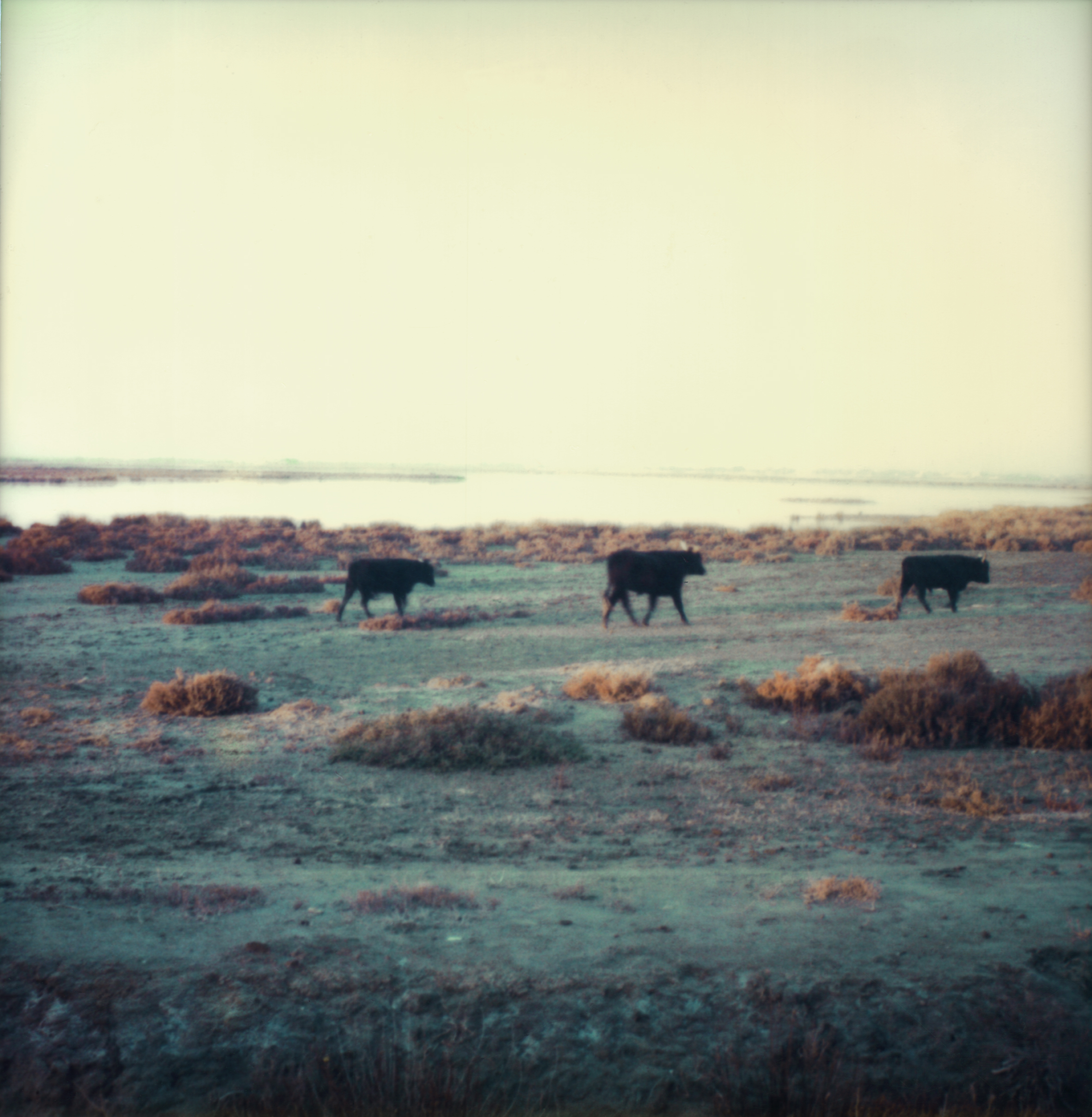 Knut Wolfgang Maron Unterwegs (Camargue), 1991 Polaroid SX-70 © Knut Wolfgang Maron