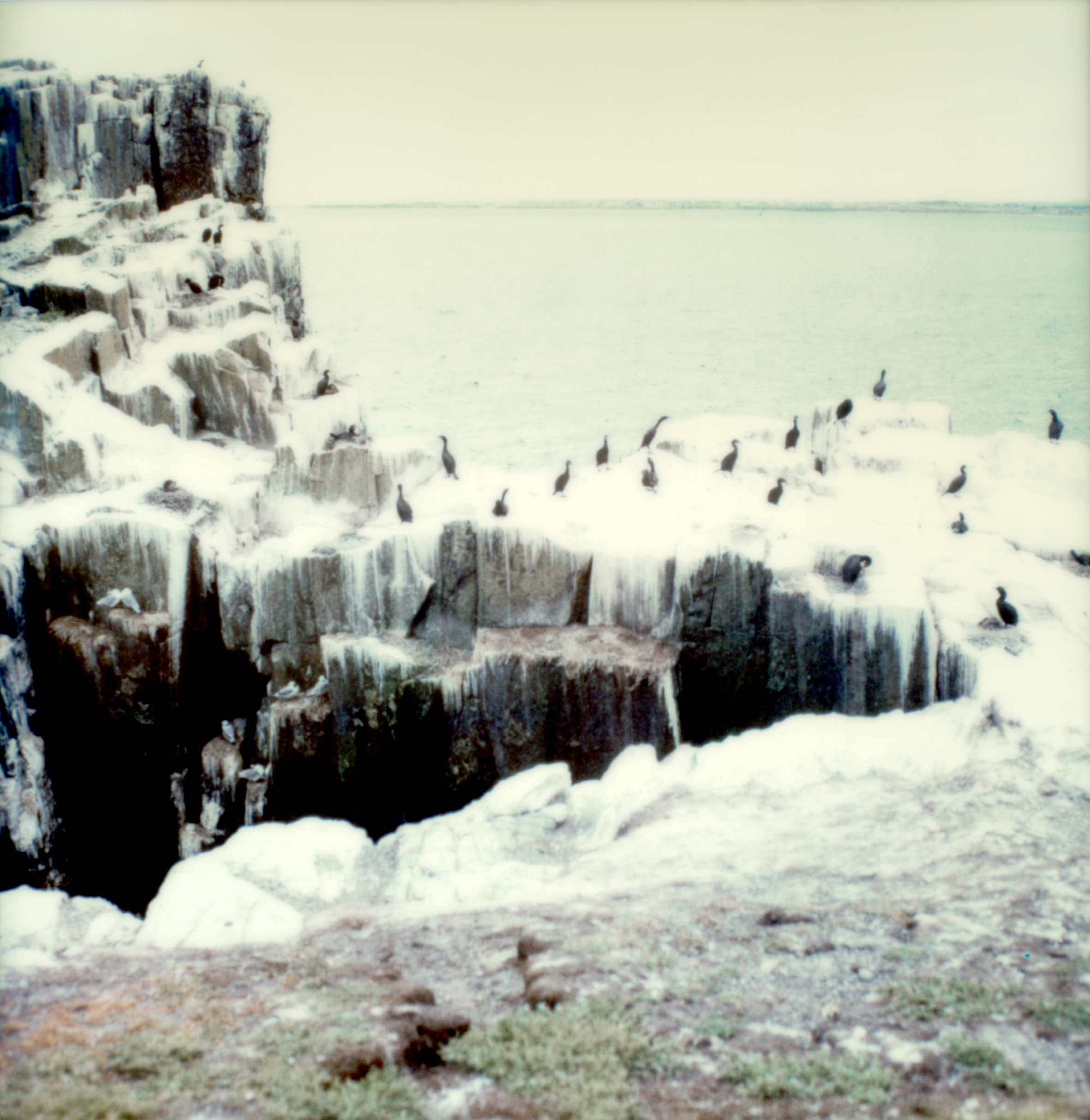 Knut Wolfgang Maron Farne Island, 2000 Polaroid SX-70 © Knut Wolfgang Maron