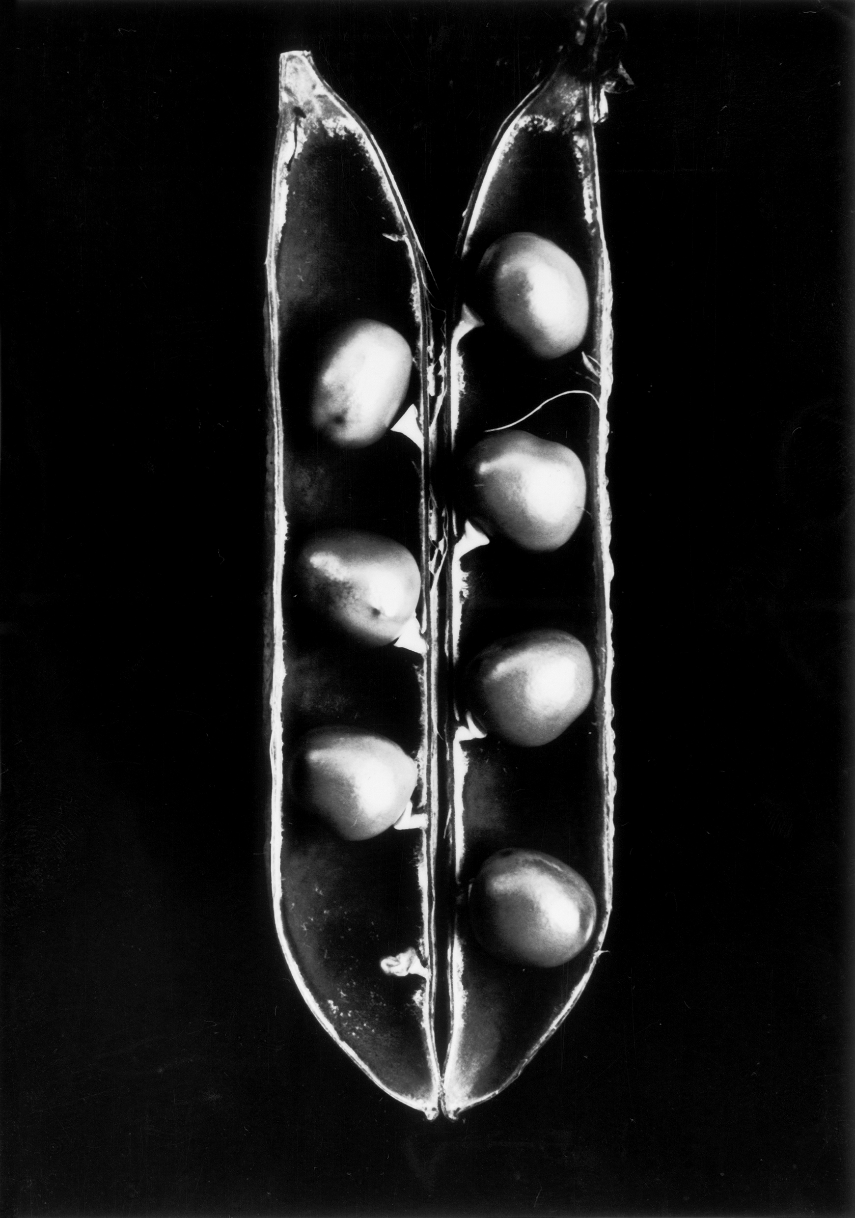 Fred Koch (1904-1947) Pisum sativum, Erbse, undatiert, Abzug Freundeskreis Ernst Fuhrmann Silbergelatineabzug, 18,5 x 13,0 cm Courtesy Sammlung Dr. Hans Schön