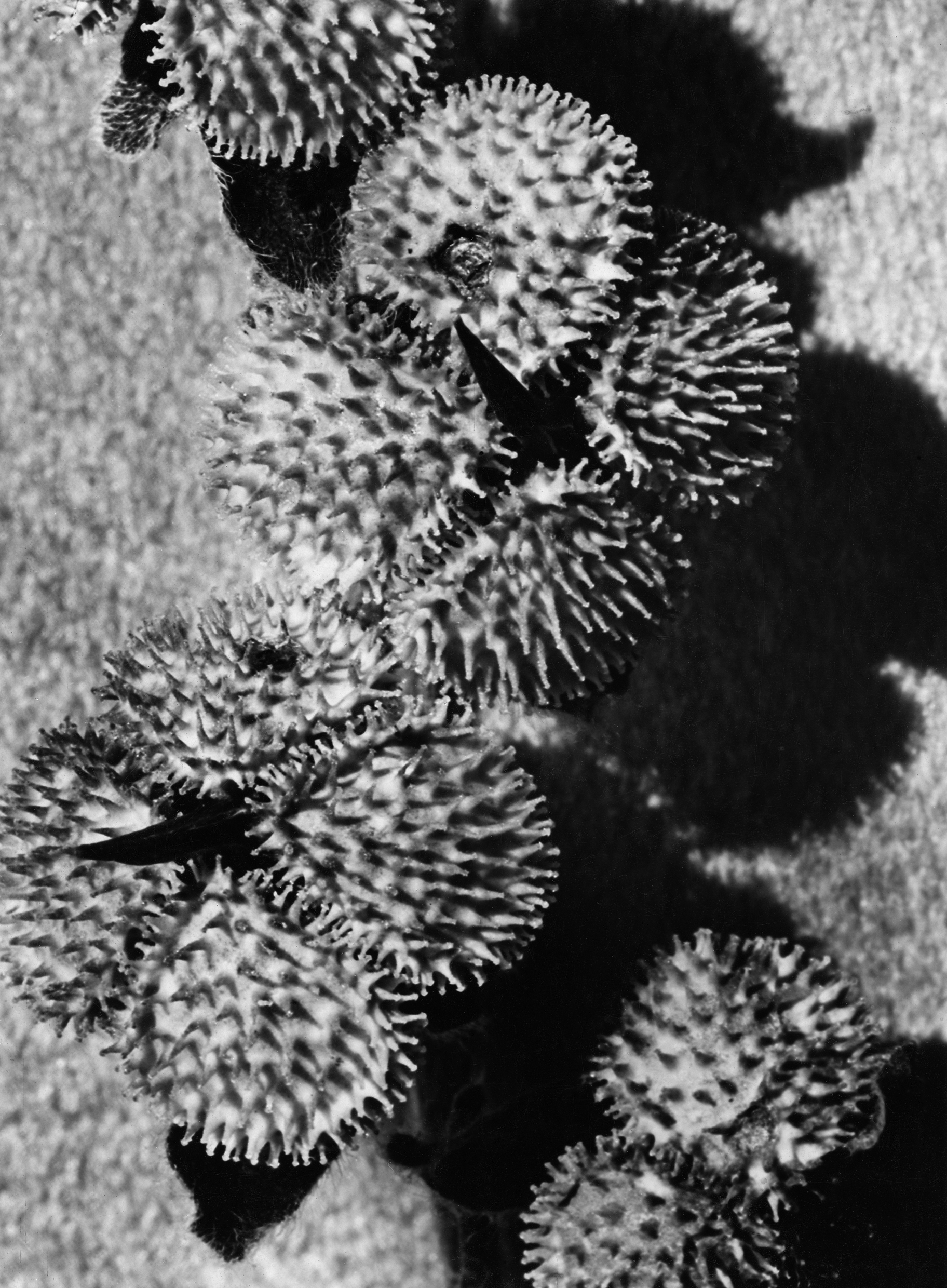 Fred Koch (1904-1947) Boraginaceae. Cynoglossum officinale. Hundszunge, Samen, um 1929-30 Silbergelatineabzug auf Barytpapier, 23,1 x 16,8 cm Courtesy Die Photographische Sammlung/SK Stiftung Kultur, Köln/Dauerleihgabe Rainer Stamm
