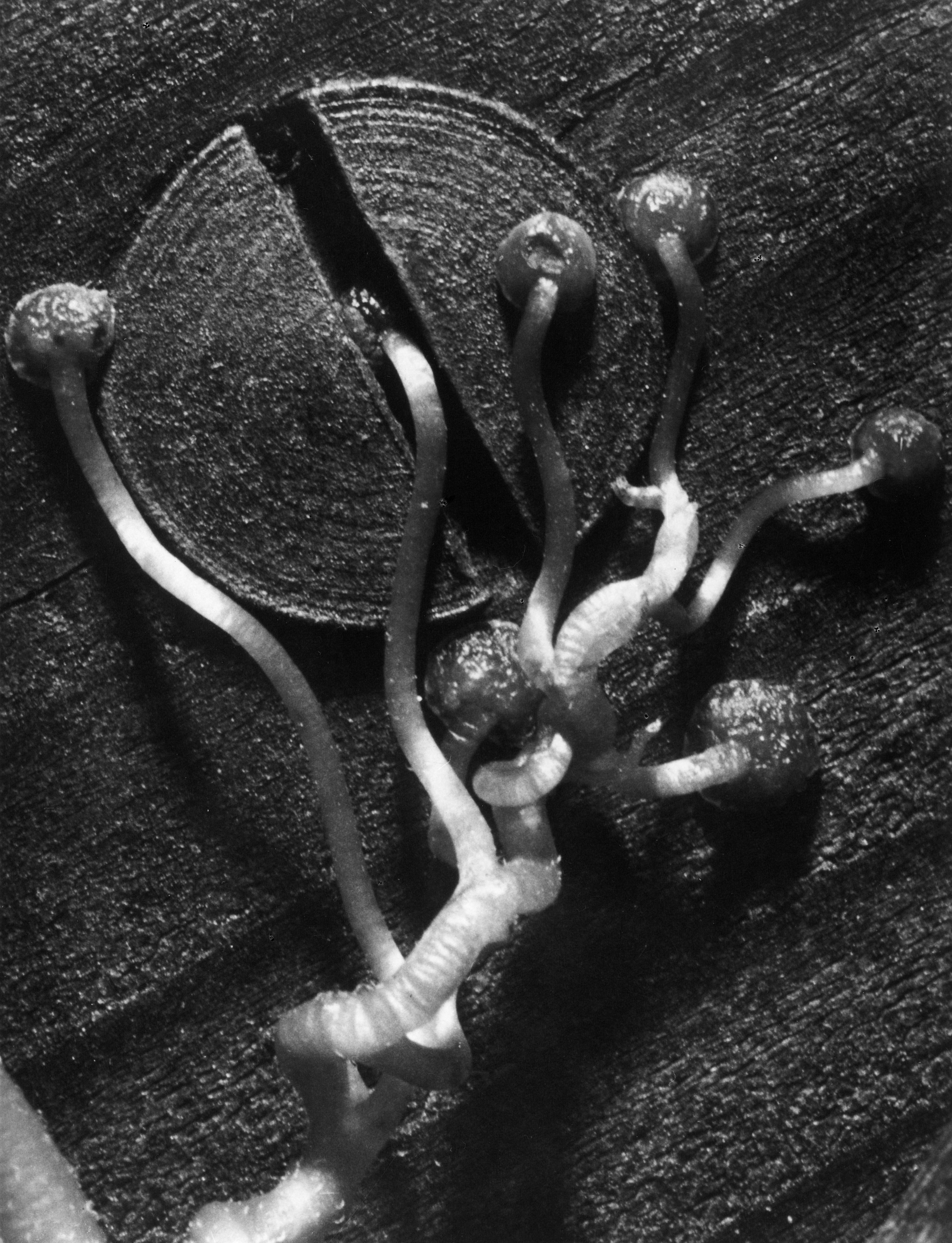 Fred Koch (1904-1947) Ampelopsis tricuspidata. Zaunrebe, bis 1930 Silbergelatineabzug auf Barytpapier, 9,8 x 7,4 cm bpk-Bildagentur / Fred Koch
