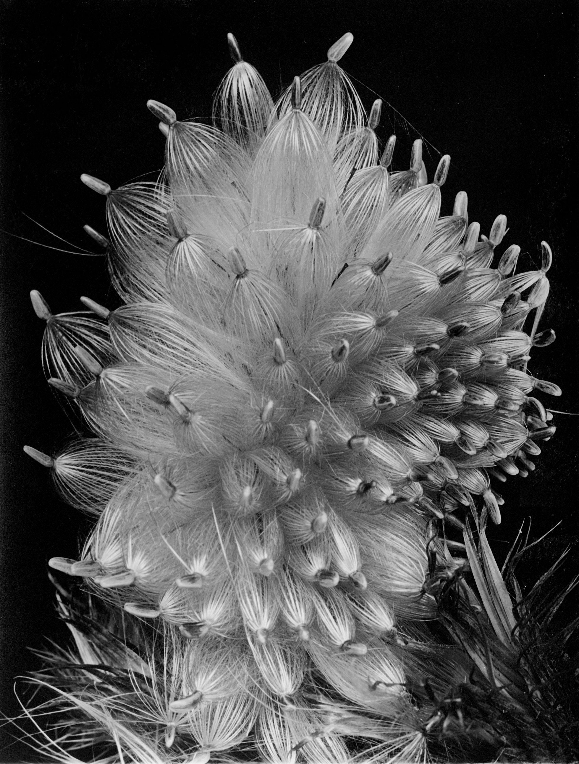 Fred Koch (1904-1947) Distel-Samen. Compositae - Cirsium lanceolatum, undatiert Silbergelatineabzug auf Barytpapier, 22,1 x 16,8 cm Courtesy Stiftung F.C. Gundlach, Hamburg