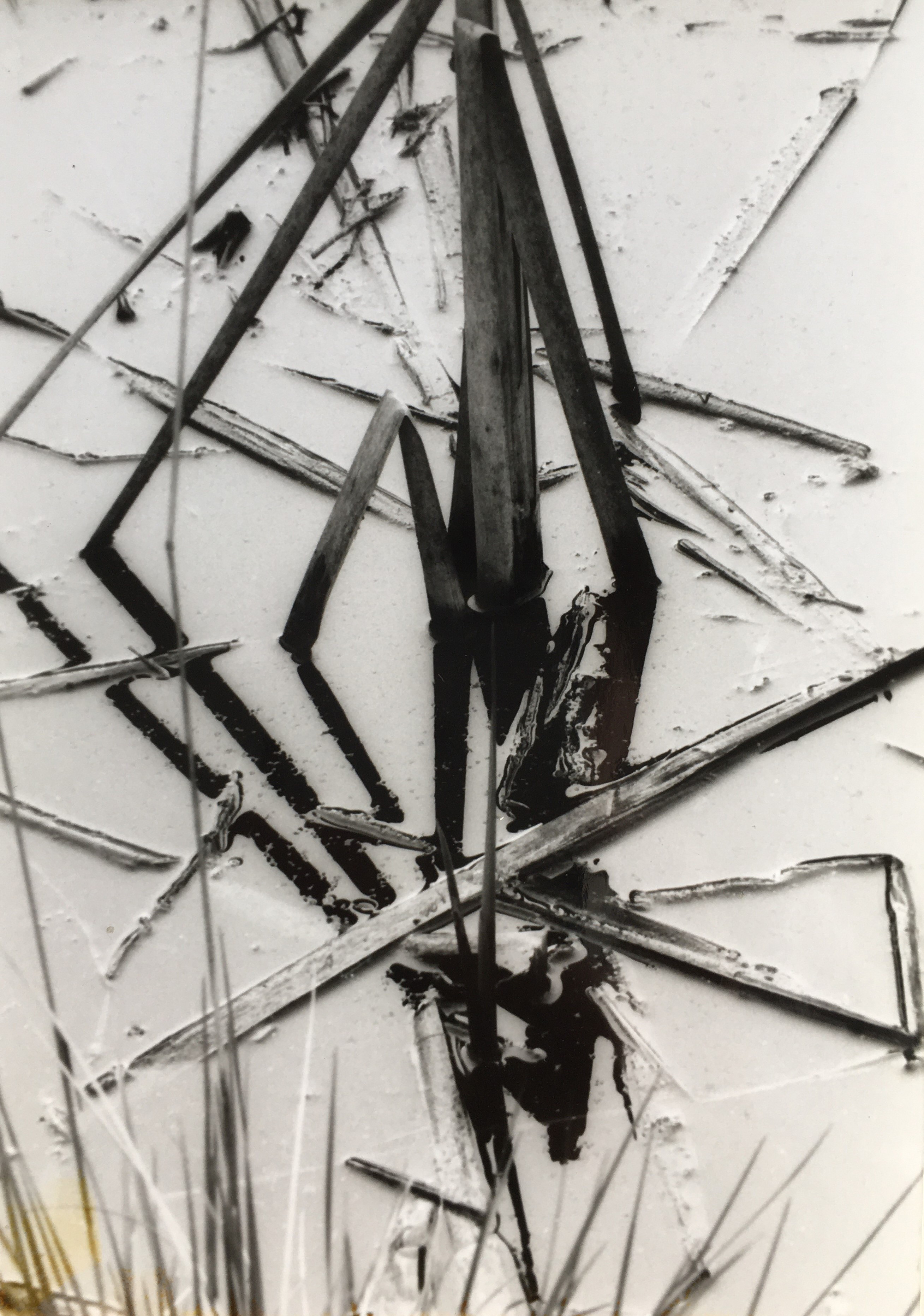 Herta Müller Schilfstängel im Wasser, Käuzchensteig, S/W-Fotografie, 1998