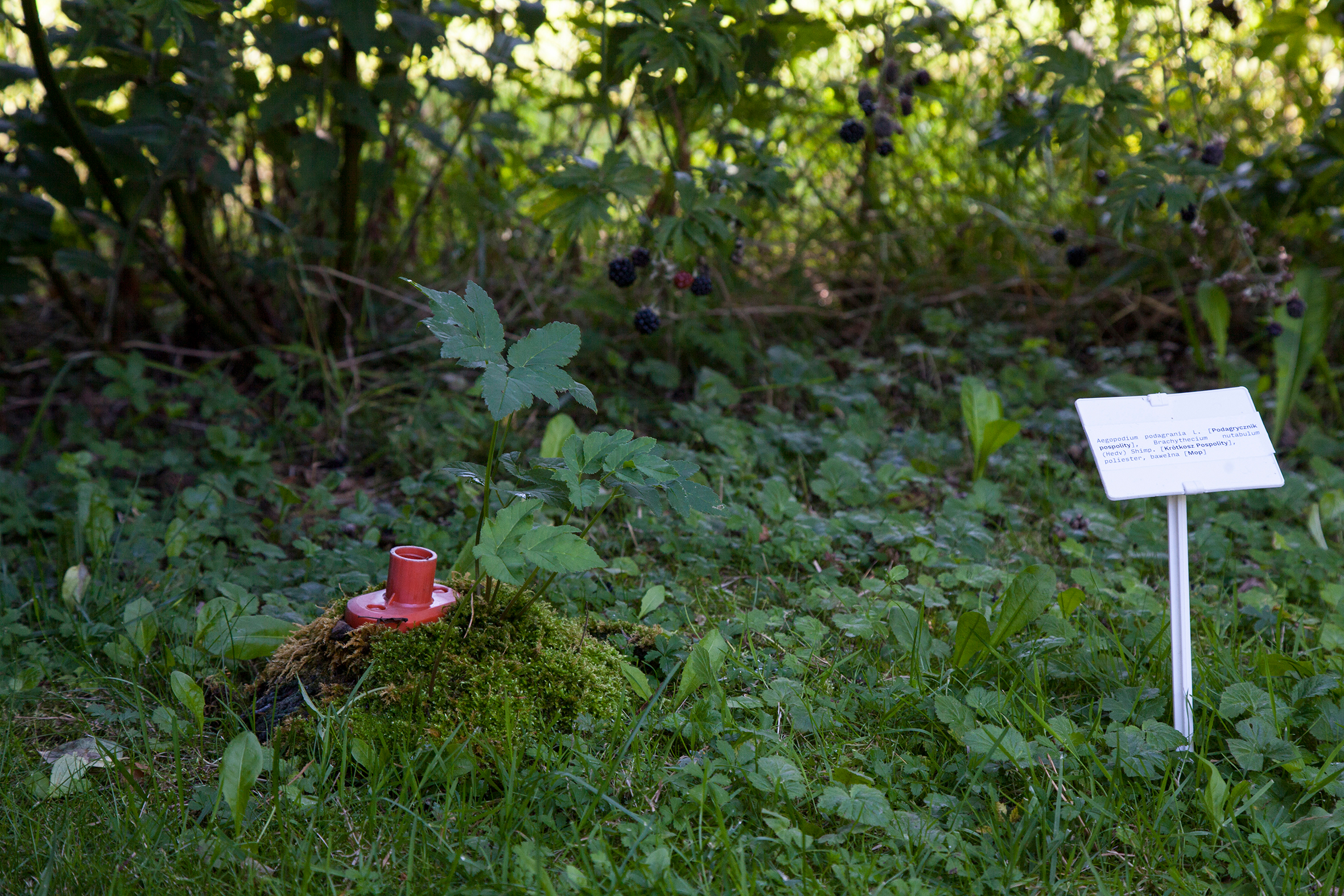 Diana Lelonek, Mop, aus der Serie: Center for the Living Things, 2017, Installationsansicht Botanischer Garten Poznań, Fundobjekt, Sammlung der Künstlerin © Diana Lelonek