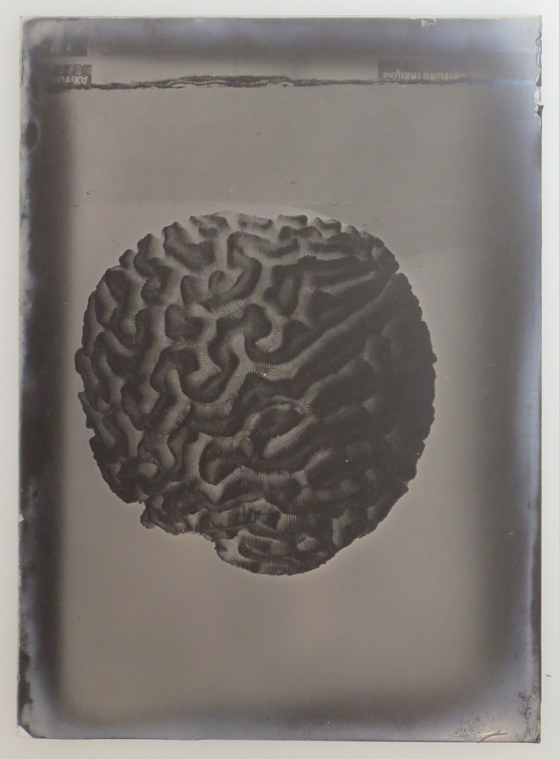 Alfred Ehrhardt, Diploria Stockesi, Hirnkoralle, Bermuda, um 1940, Silbergelatinetrockenplatte im Vorzustand, 6,5 x 9,0 cm © Alfred Ehrhardt Stiftung