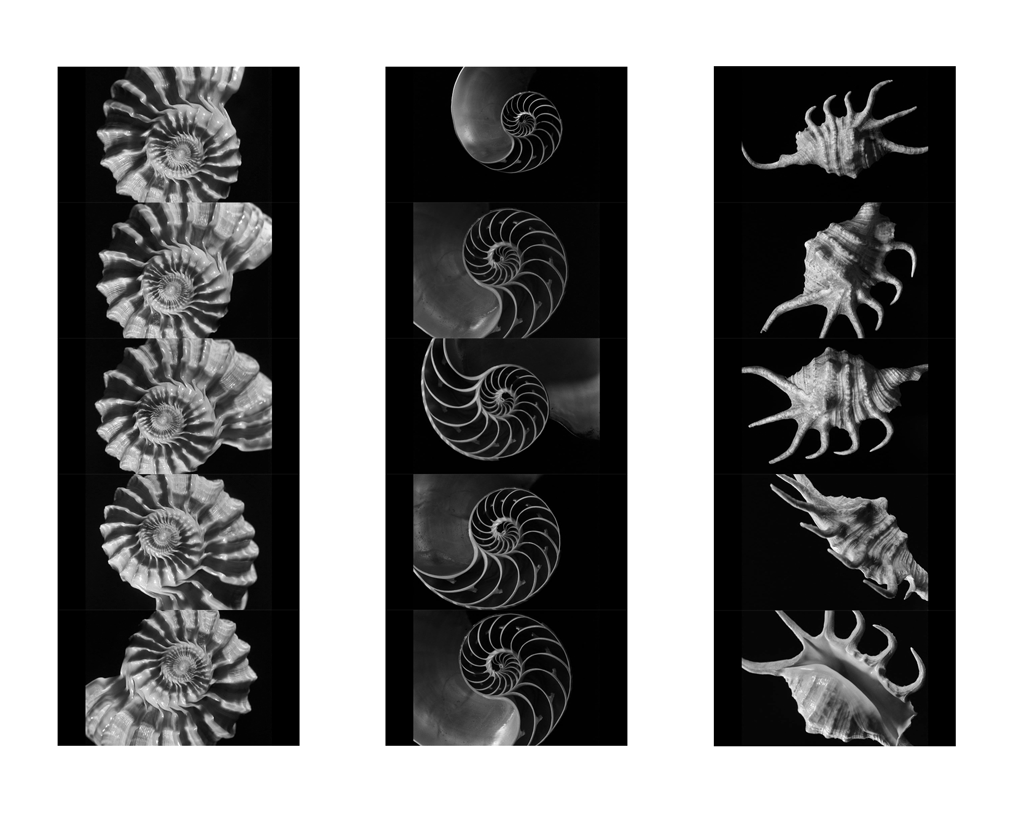 Alfred Ehrhardt, aus dem Film Spiel der Spiralen. Von der Architektur der Meeresschnecken, 1951 35 mm, S/W, Ton, 16 min. © Alfred Ehrhardt Stiftung