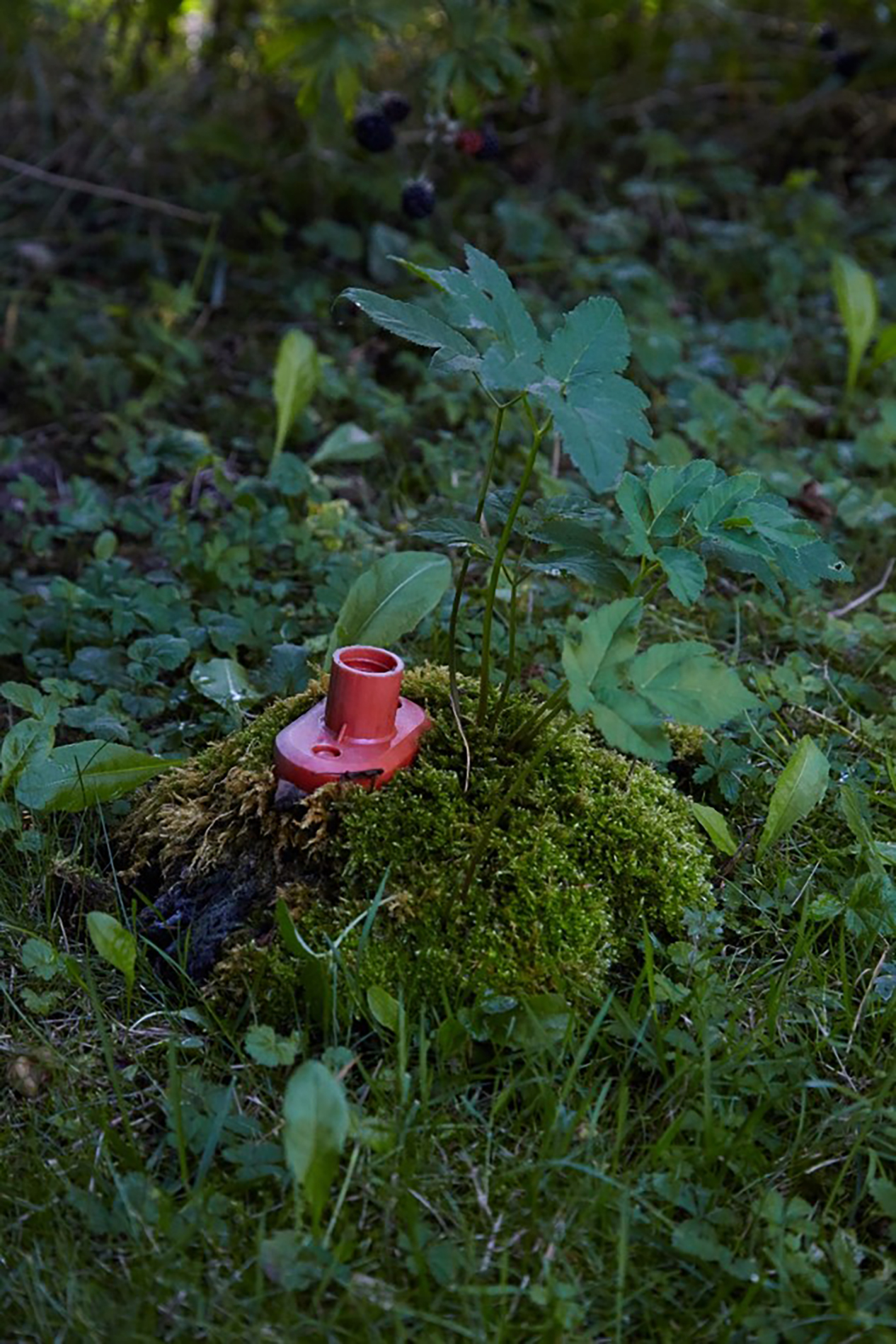 Diana Lelonek, Mop, aus der Serie: Center for the Living Things, 2017, Installationsansicht Botanischer Garten Poznań, Fundobjekt, Sammlung der Künstlerin © Diana Lelonek