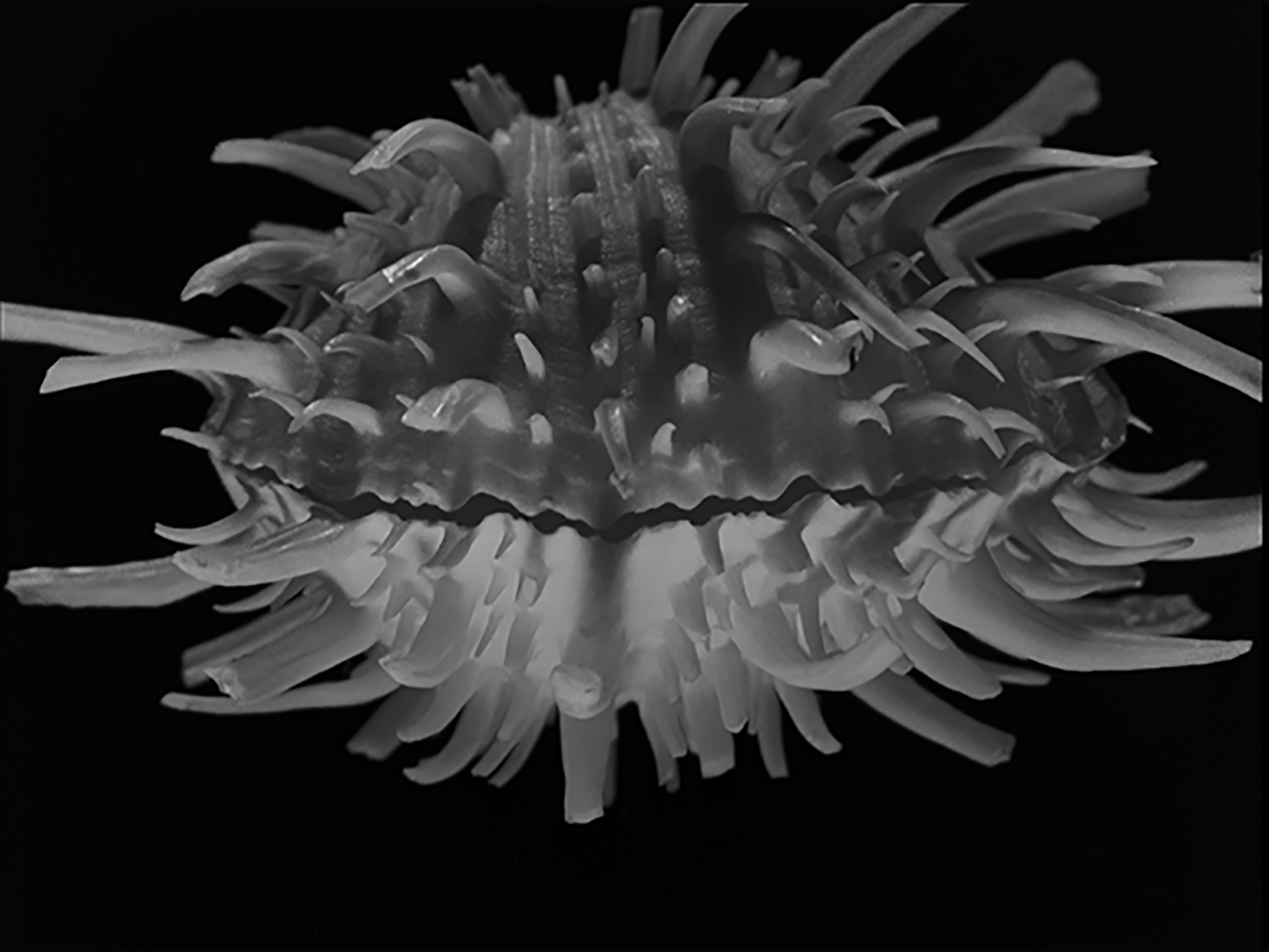 Alfred Ehrhardt, Aus dem Film Tanz der Muscheln, 1959 © Alfred Ehrhardt Stiftung