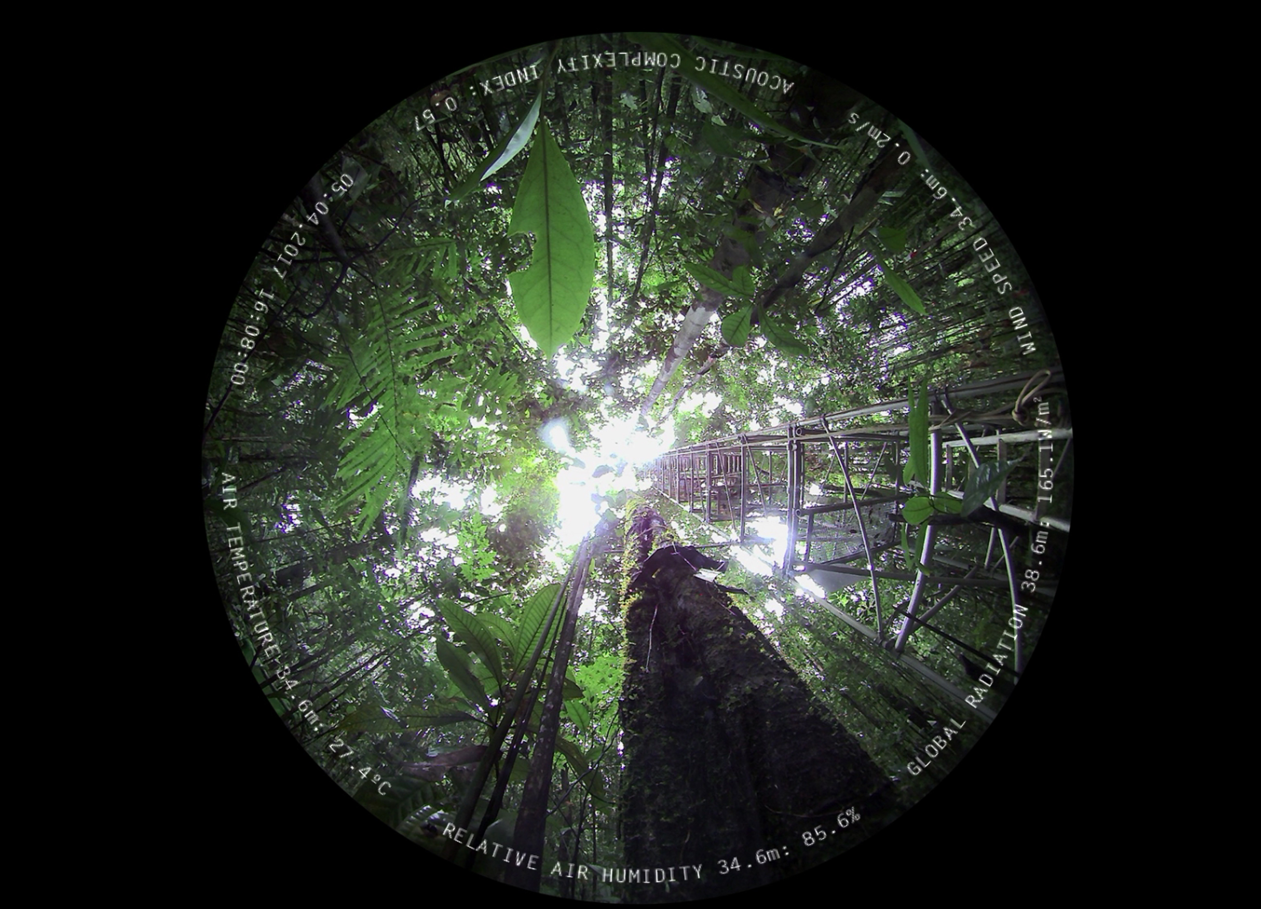 Filmstill der Projektion in der Installation von Marcus Maeder, Espírito da floresta/Forest spirit Florest, 2017-2020, Foto: Marcus Maeder, 2020, Courtesy the artist / 2023 ProLitteris, Zürich