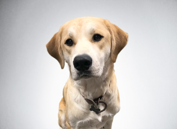 As Office Dog of QA, Timber is responsible for enhancing guests' and employees' moods as soon as they enter the office. Timber was rescued from Paws of Dale Hollow in Tennessee and made the cross country journey for this one in a lifetime career opportunity as Head of Security of QA. He is a Golden Lab - Great Pyrenees mix; an explanation for his extreme handsomeness, loyalty and warm demeanor.