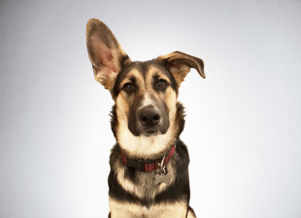Woody is the youngest member of the QA team, having been born in late spring of 2017 in Inverness, CA. Woody was rescued from the fate of being put in a box with his brothers at a bar with the sign ‘free puppies’ and landed his job as new Security Intern soon after. Timber is teaching him all the right moves, and one day Woody might be able to successfully guard the office from the scary package delivery people.