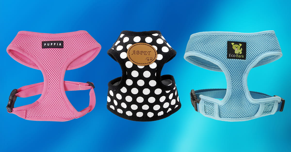Best Harnesses for Small Dogs Review + Top 10 Picks