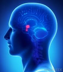 Hyperprolactinémie et schizophrénie débutante : un témoin de l’hyperréactivité au stress chez la femme ?