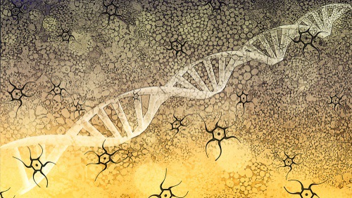 Le genre laisse-t-il des empreintes épigénétiques dans le cerveau ?