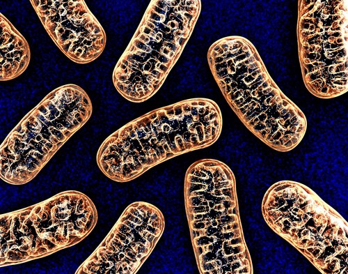 Quel lien unit l’ADN mitochondrial et l’obésité de la femme ?