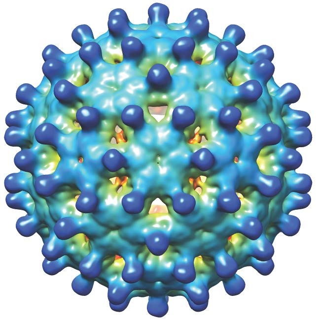 Hépatite B et aide à la procréation : de l’ADN viral dans le liquide folliculaire change-t-il la donne ?
