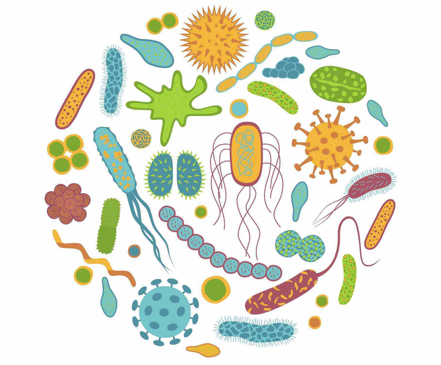 Sexe, microbiote et risque cardio-vasculaire : de nombreuses incertitudes persistent
