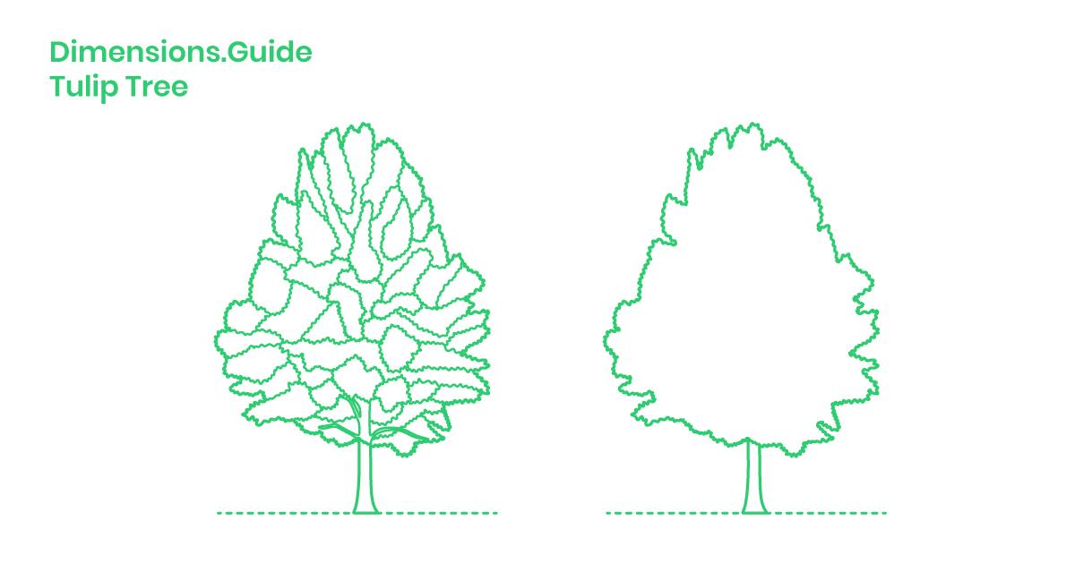 Tulip Tree Dimensions & Drawings Dimensions.Guide