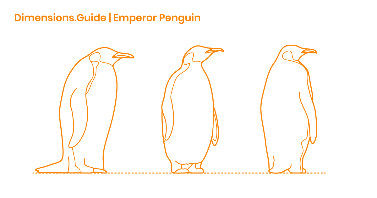 Emperor Penguin Dimensions & Drawings | Dimensions.Guide