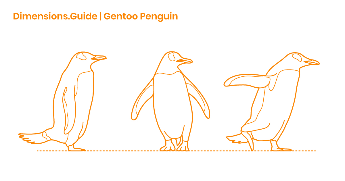Gentoo Penguin Dimensions & Drawings | Dimensions.Guide