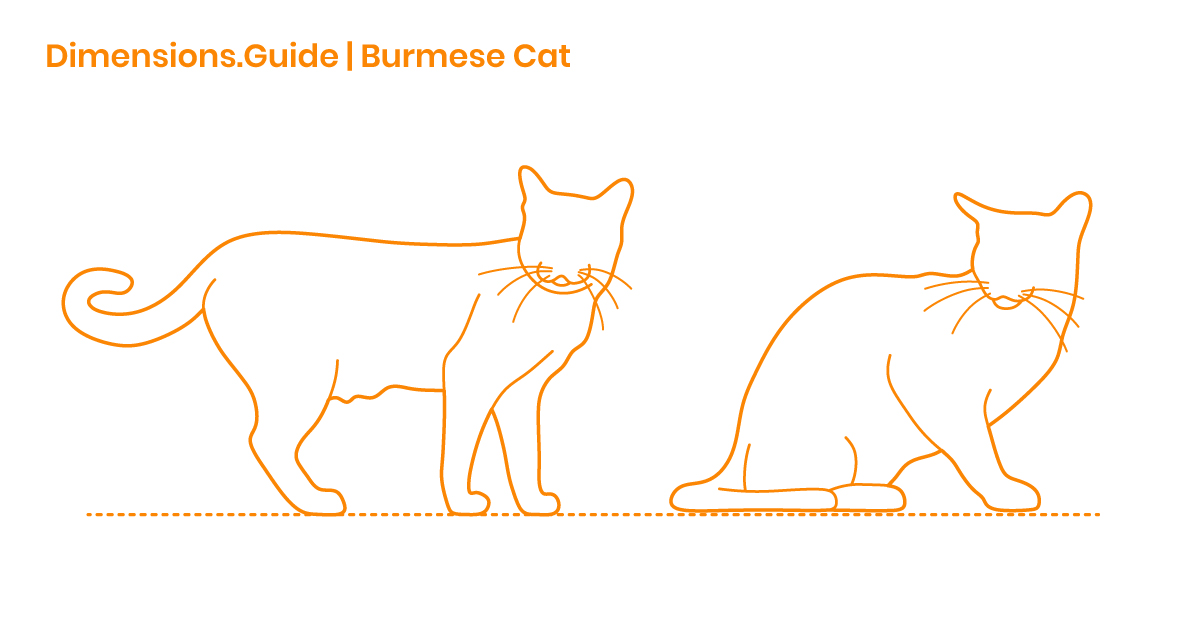 Burmese Cat Dimensions & Drawings Dimensions.Guide