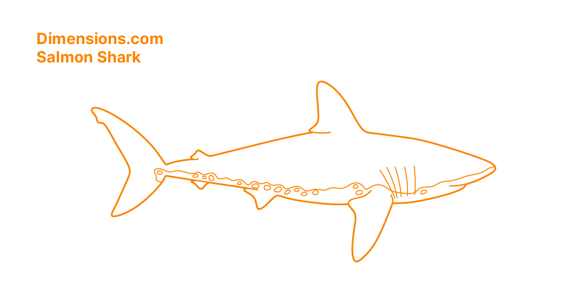 Salmon Shark Dimensions & Drawings