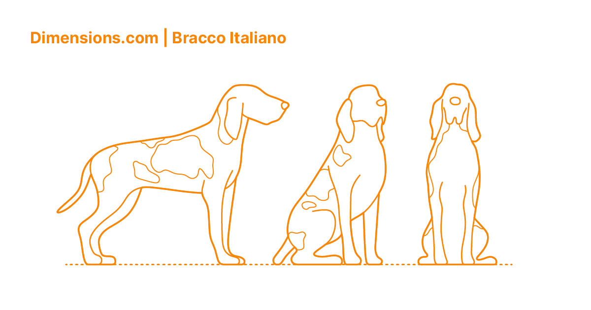 Are Bracco Italianos Good For Apartment Units