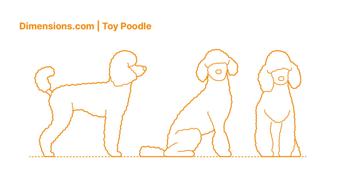 Toy Poodle Dimensions & Drawings
