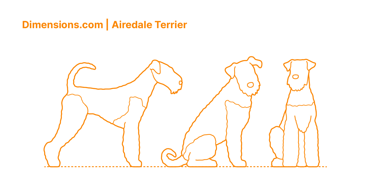 Airedale Terrier Dimensions & Drawings | Dimensions.com