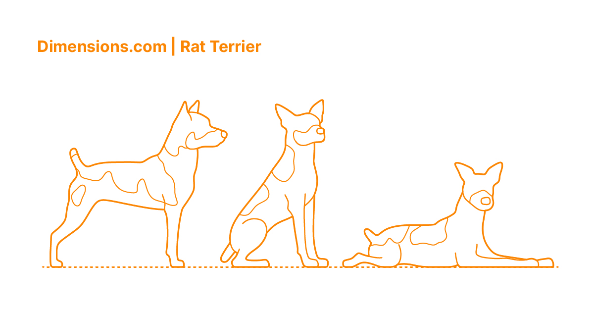 Are Rat Terriers Vocal