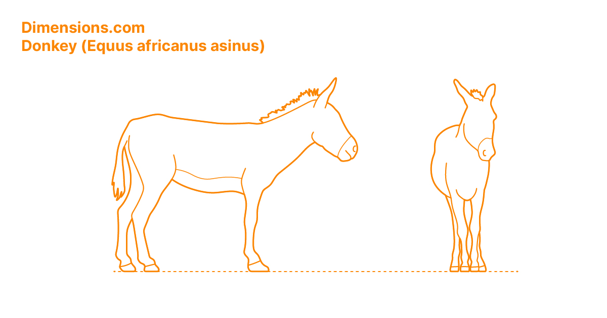 Donkey (Equus africanus asinus) Dimensions & Drawings