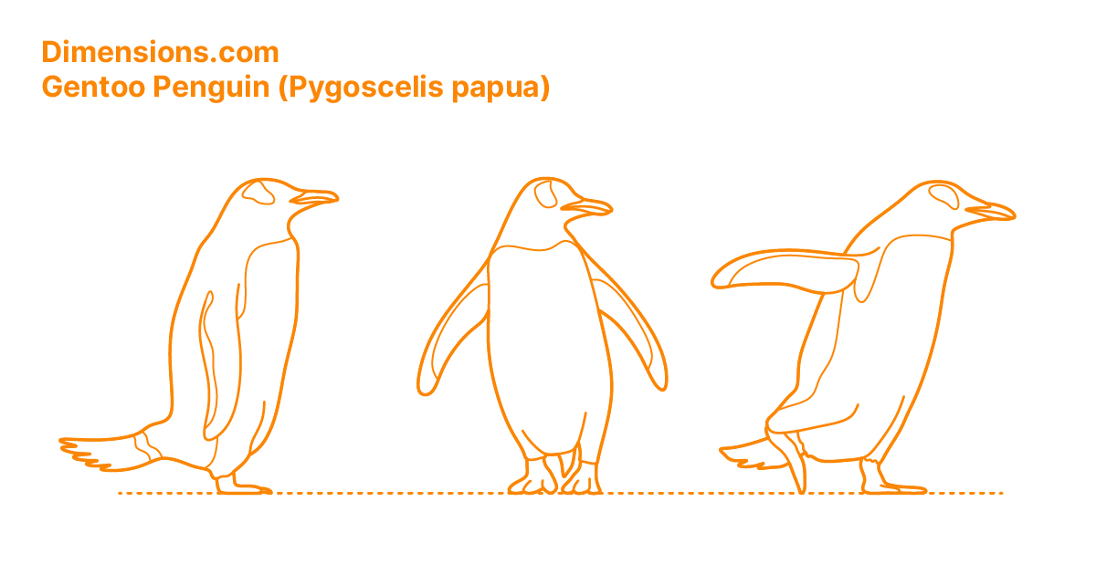 Gentoo Penguin Drawing