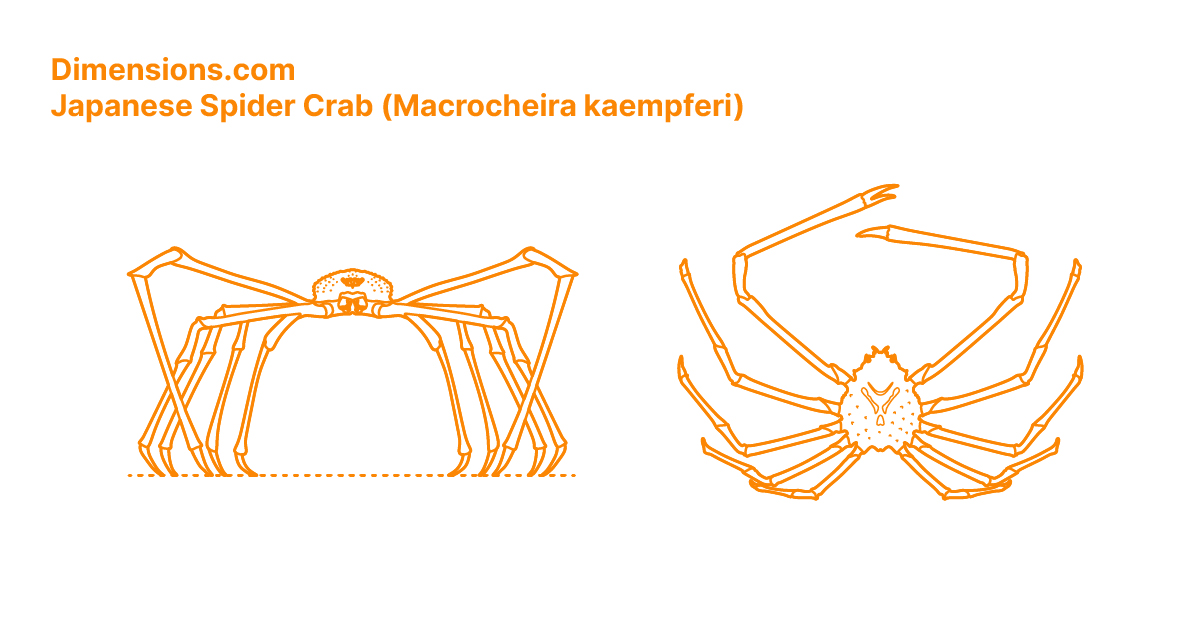 Japanese Spider Crab (Macrocheira kaempferi) Dimensions & Drawings