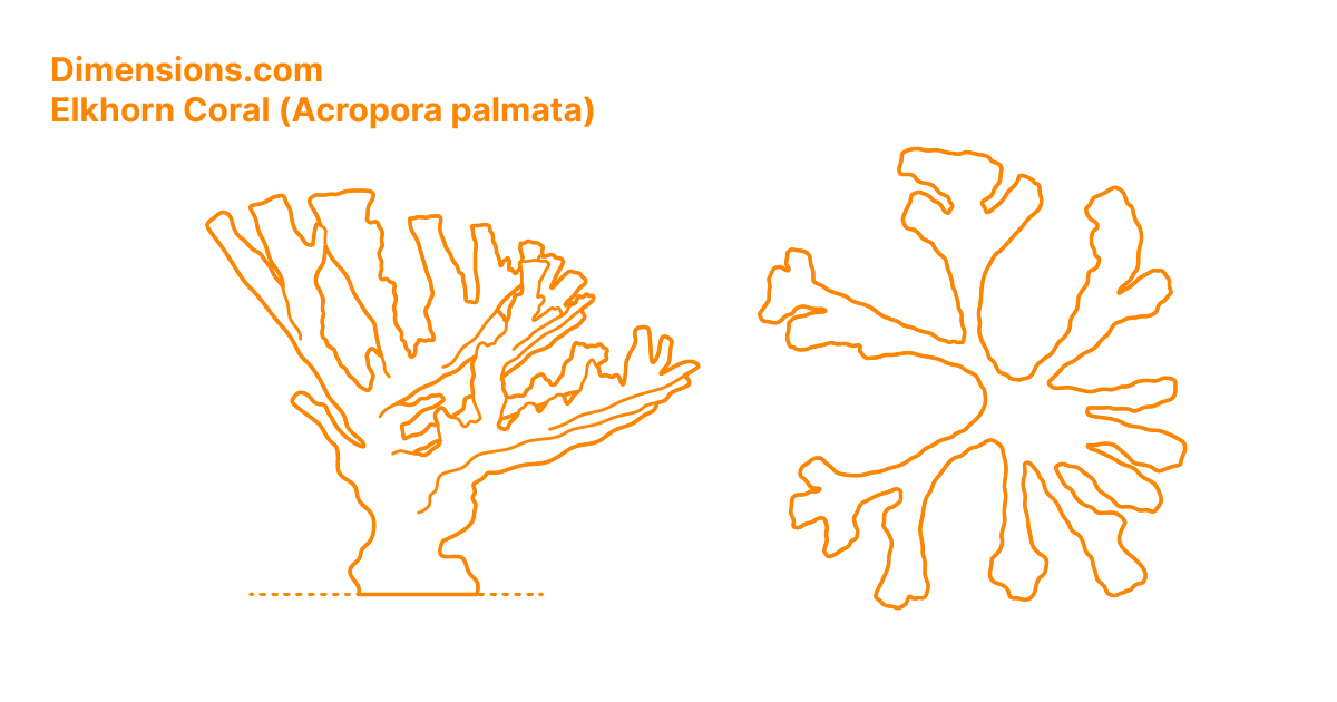 Elkhorn Coral (Acropora palmata) Dimensions & Drawings
