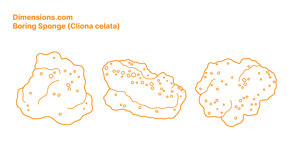 Boring Sponge (Cliona celata) Dimensions & Drawings