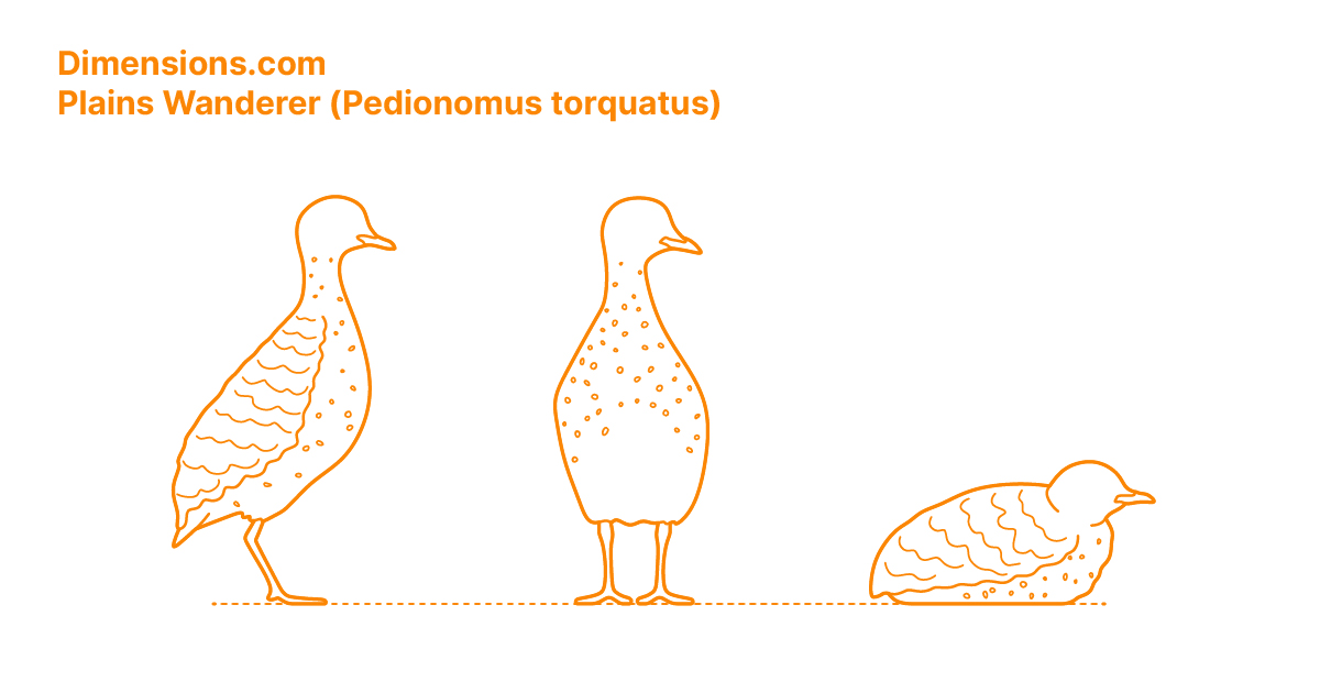 Plains Wanderer (Pedionomus torquatus) Dimensions & Drawings