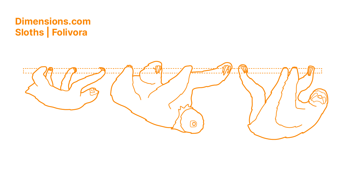 Sloths | Folivora Dimensions & Drawings | Dimensions.com