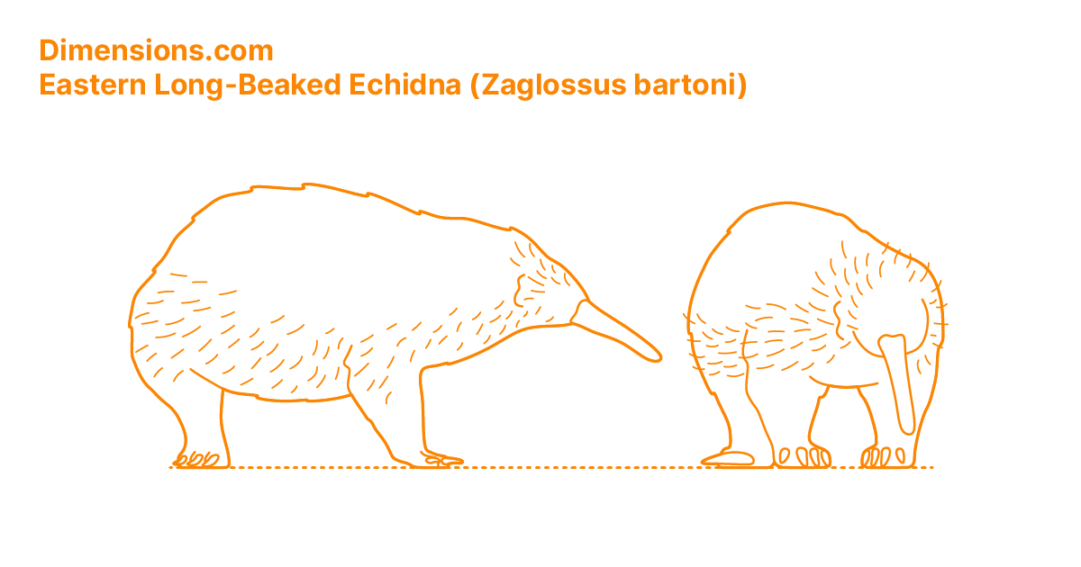 Eastern LongBeaked Echidna (Zaglossus bartoni) Dimensions & Drawings